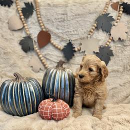 Bernedoodle, Goldendoodle, and Poodle Puppies from Anam Cara Pups