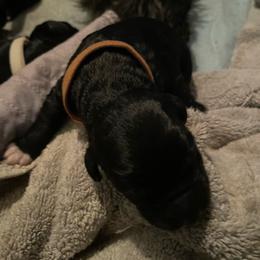 Brown collar.. aka Happy Feet - Black male Goldendoodle puppy in Las Vegas, Nevada from Doodles by Design