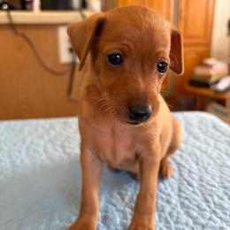 Miniature Pinscher puppies from Redhawk Kennels