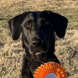 Rey - Labrador Retriever