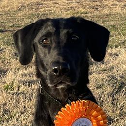 Rey - Labrador Retriever