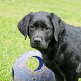 Labrador Retriever Puppies from Ashland Labradors