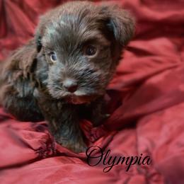 Olympia - Liver female Miniature Schnauzer puppy in Kentucky from Mrs Bs Teeny Schnauzers & Doodles