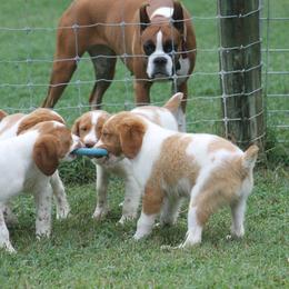 Brittany Puppies from Tail'Z End Kennels