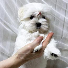 Maltese Puppies from Platinum Dunes Maltese Kennel