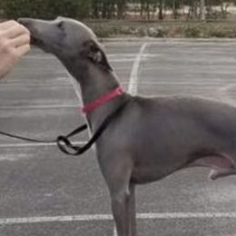 Italian Greyhounds from Laviere IG's
