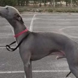 Italian Greyhounds from Laviere IG's