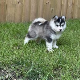 Cookies and Cream Cake - Black and white female Pomsky puppy in Blue Earth, Minnesota from Blue Sky Pomsky