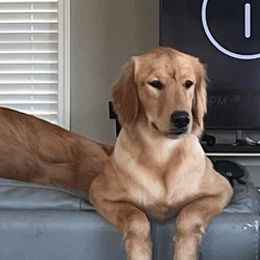 Goldendoodles, Golden Retrievers, and Poodles from Nokoluma