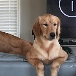 Goldendoodles, Golden Retrievers, and Poodles from Nokoluma