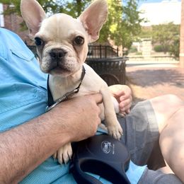 French Bulldog Puppies from Southern Mississippi Frenchies