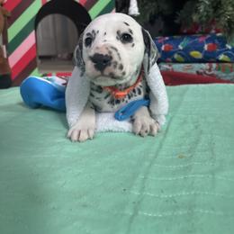 Orange collar boy - White and black male Dalmatian puppy in Wilson, North Carolina from New Horizonz Dalmatians