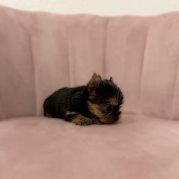 Yorkshire Terrier Puppies from Enchanted Yorkies