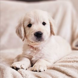 Red Collar - Light golden male Golden Retriever puppy in Coarsegold, California from Sierra Hills Retrievers