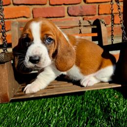 Nora - Mahogany and white female Basset Hound puppy in Bellaire, Ohio from Blessed Bassets