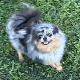 Glitzy - Pomeranian
