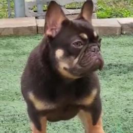 KitKat- Cocoa and Tan carries blue - French Bulldog