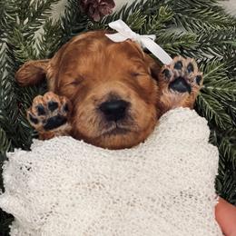 Goldendoodle Puppies from Goldendoodle Baby