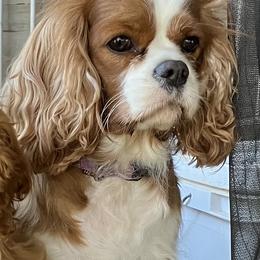 Stella - Cavalier King Charles Spaniel