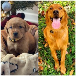 Golden Retriever Puppies from Star City Goldens