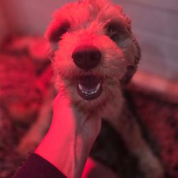 Princess - Aussiedoodle