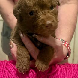 Pink Female - Brown female Chesapeake Bay Retriever puppy in Houston, Texas from Monarch Chesapeakes