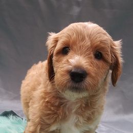 Labradoodle Puppies from 101 Labradoodles