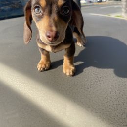Dachshund Puppies from A&M's Dachshunds