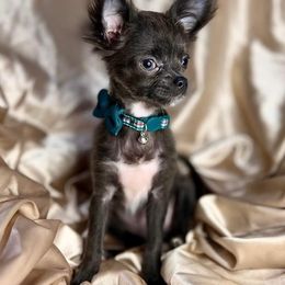 Chihuahuas and Poodles from Lesa's Pups