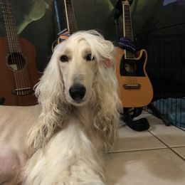 Afghan Hounds from Tazhi-Go-Afghan Hounds