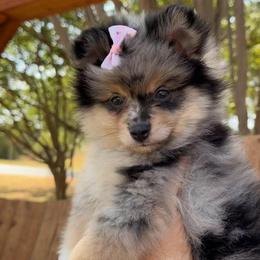 Mia - Blue merle female Pomeranian puppy in Kennedale, Texas from Puppiesnat