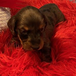 Diamond - Dapple female Dachshund puppy in Salyersville, Kentucky from Lavendell Dachshunds