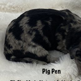 Boy 3 - Goldendoodle puppy in Franklin, Tennessee from Hey Doodle Doodle