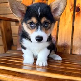 Lexi - Black and tan female Pembroke Welsh Corgi puppy in El Dorado Springs, Missouri from Trixie Dixie