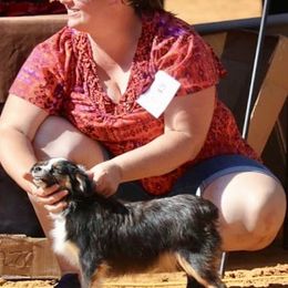 Miniature Australian Shepherd and Toy Australian Shepherd Puppies from Best Little Aussies