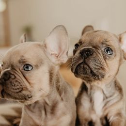 French Bulldogs from A BeautiBull Mess