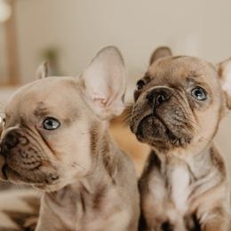 French Bulldogs from A BeautiBull Mess