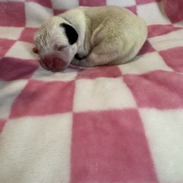 Girl 4 - female Boxer puppy in Perris, California from Ultra Paws Plus