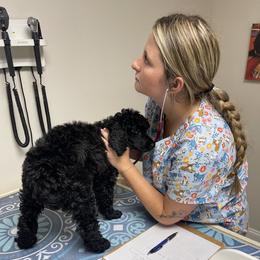 Poodle Puppies from Impressive Cartwright Standards