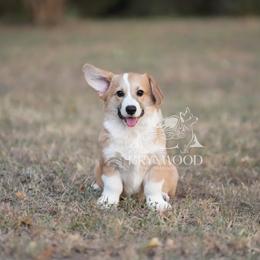 Green Collar - Red male Pembroke Welsh Corgi puppy in Terrell, Texas from Brynwood Pembroke Welsh Corgis