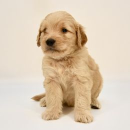 Sarasota (Sara) - Apricot female Goldendoodle puppy in Dayton, Ohio from Perks Court Doodles
