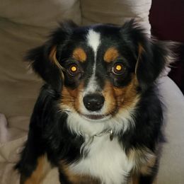 Australian Shepherd, Miniature Australian Shepherd, and Toy Australian Shepherd Puppies from Rumour Has It Aussies