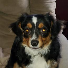 Australian Shepherd, Miniature Australian Shepherd, and Toy Australian Shepherd Puppies from Rumour Has It Aussies