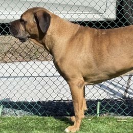 Cane Corso from Mostro Legacy Kennel