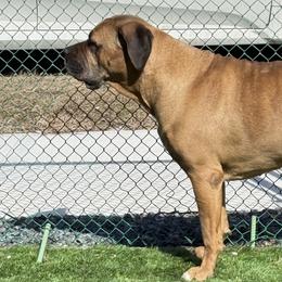 Cane Corso from Mostro Legacy Kennel