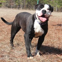 Alapaha Blue Blood Bulldogs from Chop Top Alapahas