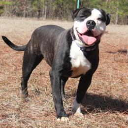 Alapaha Blue Blood Bulldogs from Chop Top Alapahas