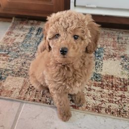 Goldendoodles and Poodles from Carriage House Toy Doodles and Poodles