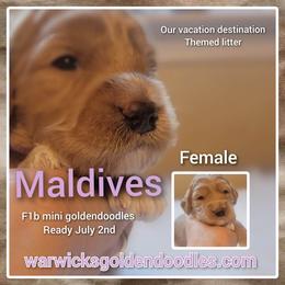 Goldendoodle Puppies from Stacy Warwick