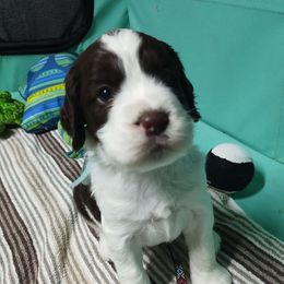 Mr. Springer - Liver and white male English Springer Spaniel puppy in Kingsport, Tennessee from Leandra's English Springer Spaniels
